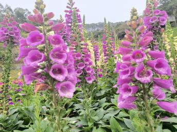 【標(biāo)準(zhǔn)團(tuán)】<龍門盛花谷景區(qū)/田園小火車、南昆山國家森林公園、入住《南昆山竹溪山境溫泉酒店》2天>